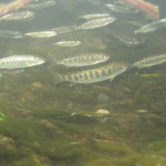 Photo by Dan Cox/USFWS