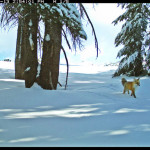 Courtesy of Yosemite N.P.
