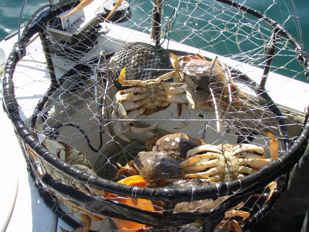 best bait for crab snares