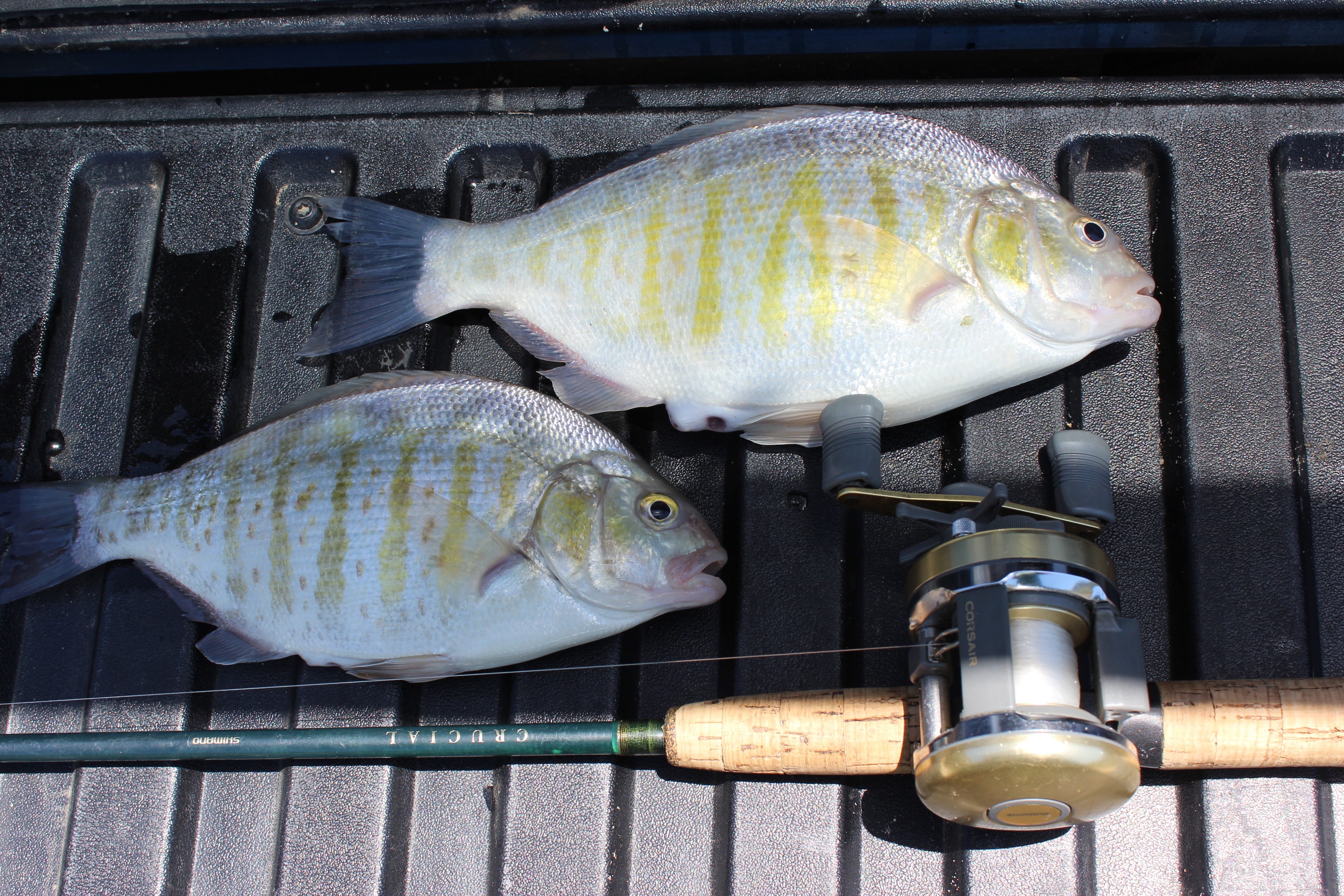 How To Setup for Surf Perch Fishing 
