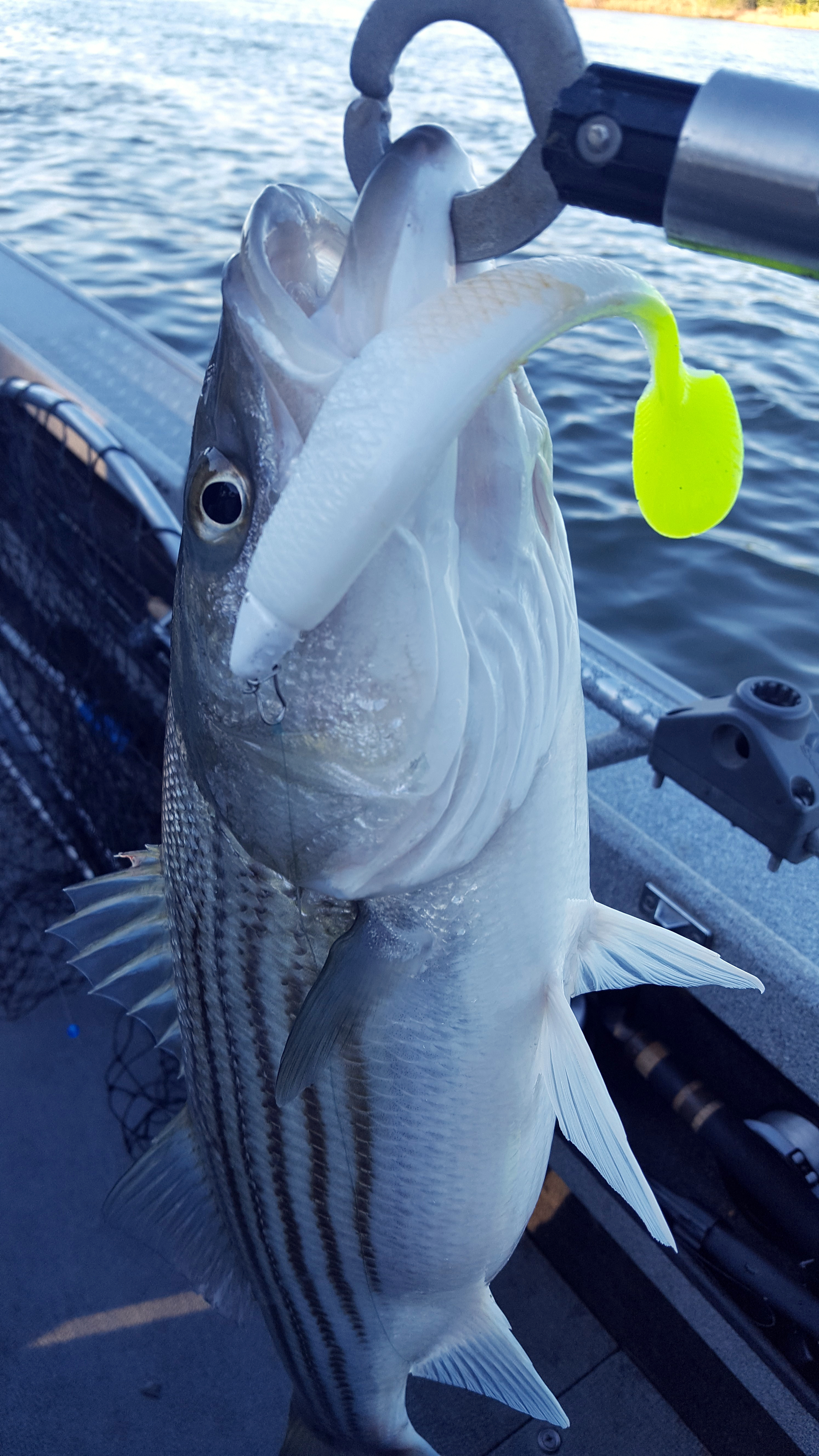 Best Bait for Striped Bass and How to Use It