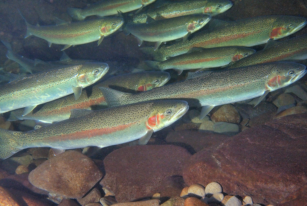 Steelhead From California Now Thriving In FreshwaterOnly Midwest Waters