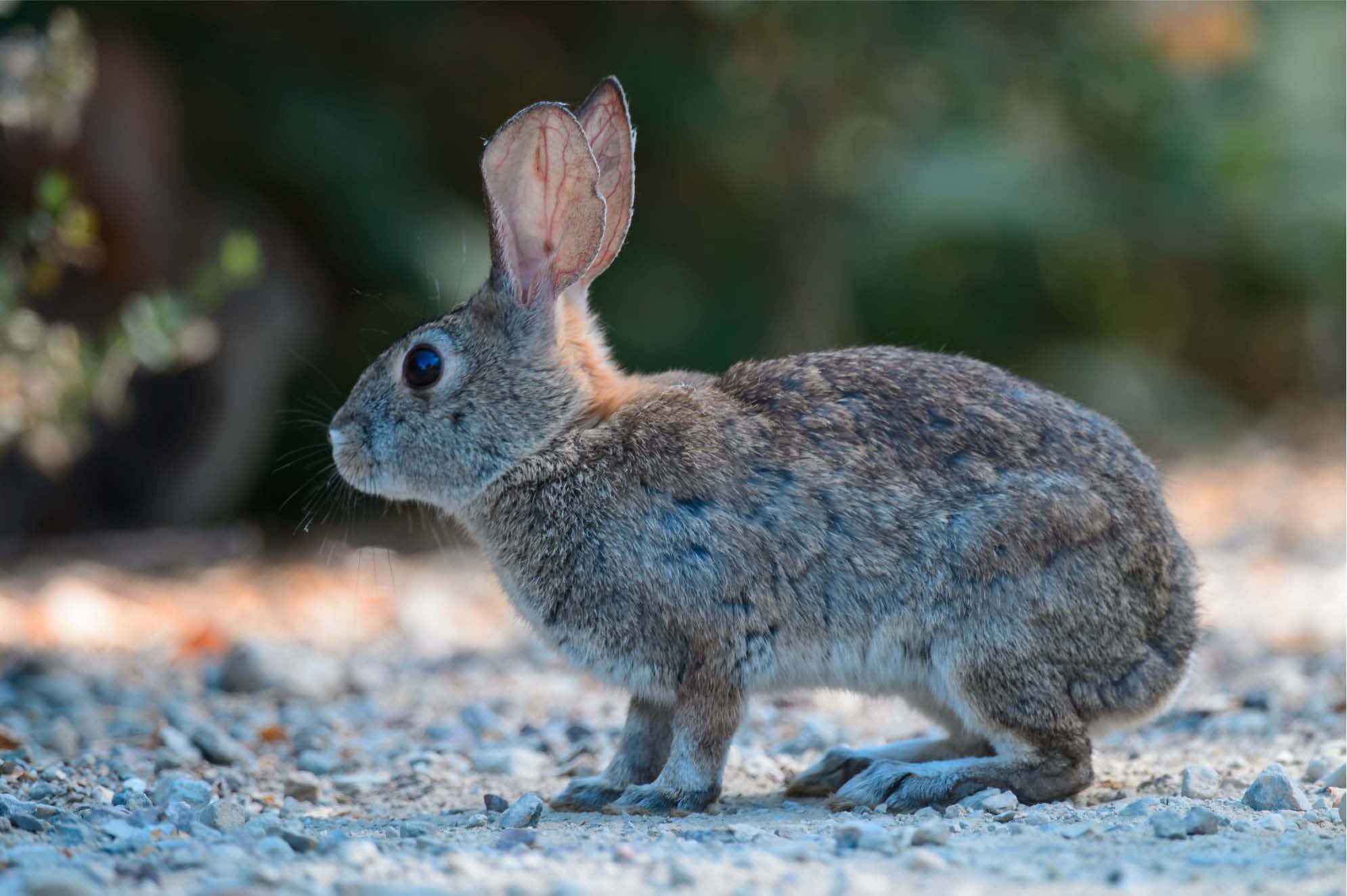 Deadly Disease Detected In Wild Rabbits
