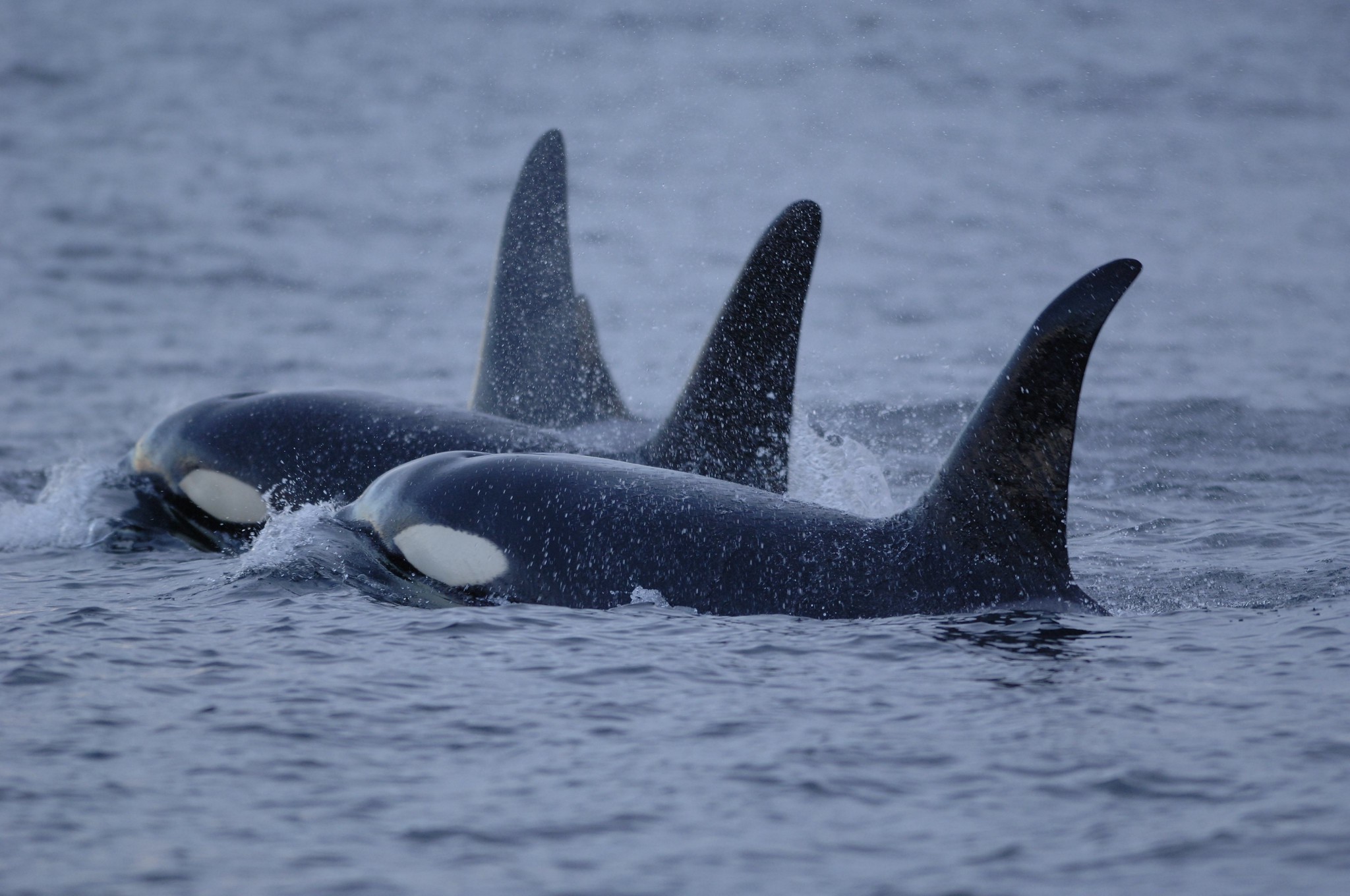 NOAA On Diverse Fish Diet Of Southern Orcas