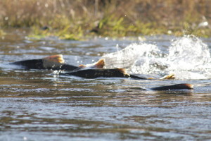 Chinook salmon are among the priorities for a joint restoration project between the CDFW and NOAA. (DAN COX/USFWS)