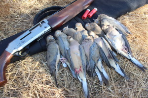 Dove is among several species offered in fall California hunts. (TIM HOVEY) 