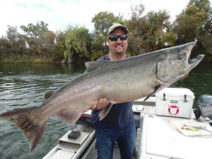A huge Sacramento River king salmon caught on Sept. 18. (SAC RIVER GUIDE)  