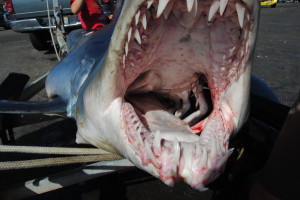 Patrick Eger's 544-pound mako shark was a world record caught with a bow until a far larger mako was landed off Orange County. (BIG E. OUTDOORS) 