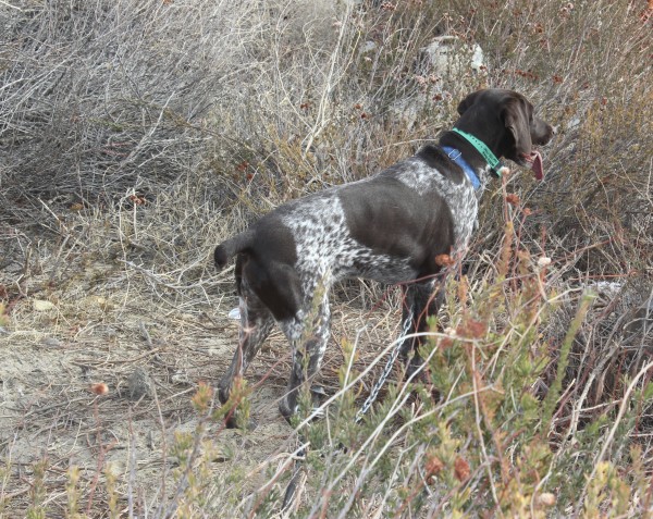 Bird dogs love to hunt as well. (TIM HOVEY) 