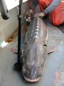 Sturgeon are being tagged and the California Department of Fish and Wildlife will now use report cards to tag catch rates. (CDFW)