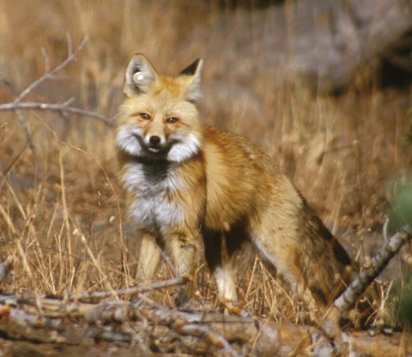 A Sierra Nevada red fox in Lassen Volcanic National Park. (Keith Slausen/U.S. Forest Service) 