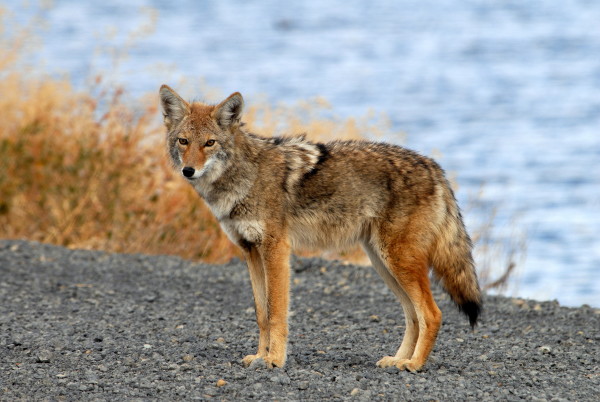 Several incidents with coyotes in Southern California prompted a warning from the California Department of Fish and Wildlife to use caution and common sense. (USFWS) 
