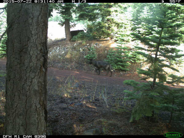 Possible evidence of a wolf roaming in Siskiyou County in Northern California. (CDFW) 