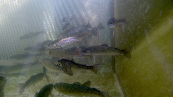 American River Hatchery suffered a die-off about 155,000 trout. (CDFW) 
