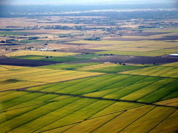 A Sacramento-area rice field. )Photo by User "Amadscientist"/Wikimedia)