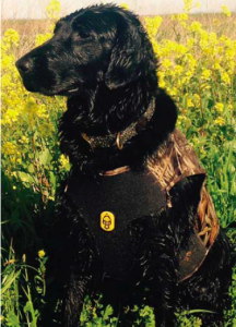 Black golden retriever in camo neoprene vest waiting for ducks to fall.