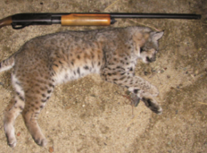 dead bobcat and rifle