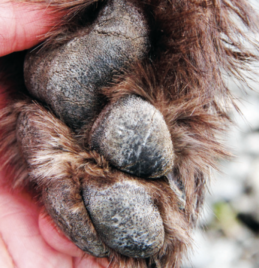 When it comes to getting a dog’s feet into hunting shape, train them on gravel. Doing so will toughen their pads, strengthen their toes, feet and legs and naturally wear down their toenails. (