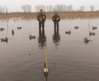 Two men and their decoy ducks in a pond