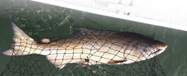 Trust us when we say there are king salmon migrating to the Sacramento and Feather Rivers. Cooler water temperatures are expected, and especially the Sacramento looks like a decent option to catch ?sh this month. (MSJ GUIDE SERVICE)