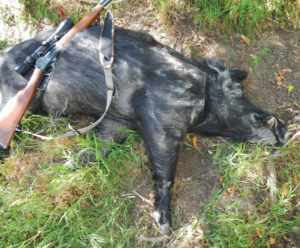 Dead wild pig with hunting rifle resting on it