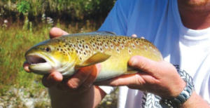 Man holding brown spotted fish