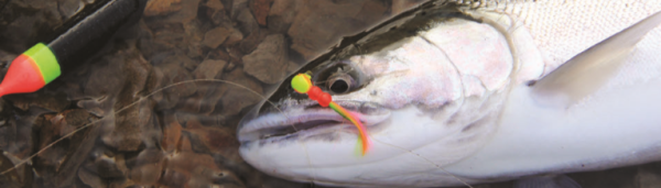 The author caught this steelhead on a sunrise pattern Maxi Jig. Note the dropper coming from the jig, which has a Corky on the other end. The author credits the jig’s increased movement, thanks to the addition of a trailing Corky, for fooling this fish. (SCOTT HAUGEN)