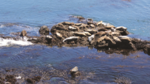 Sea Lions sunbathing on a rock