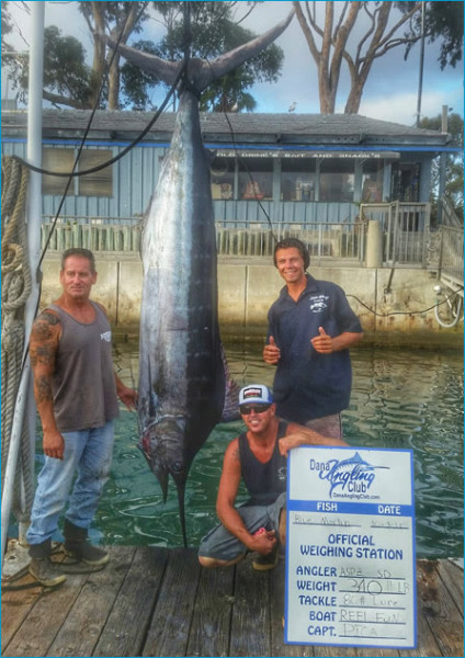 430-pound blue marlin caught on the Reel Fun with Capt. Chris Pica