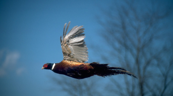 Pheasant in flight. Photo by CDFW