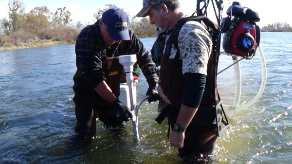 CDFW biologists inject salmon eggs into the Feather River 