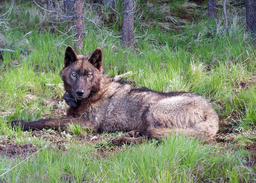 OR25, a yearling male in the Imnaha Pack, after being radio-collared on May 20, 2014. Photo courtesy of ODFW. 