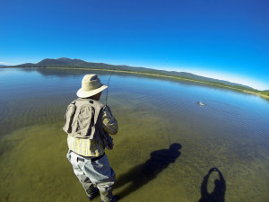 Rick Serini hooks up with a Lake Davis trout while sight fishing during the damselfly hatch. (JOHN BAIOCCHI) 