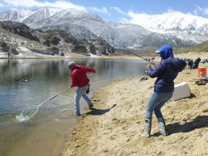 Crowley Lake gets probably the most fishing pressure for the trout opener, but there is still plenty of shoreline for “bank robbers” to pick a spot and net a trout on April 30. (MIKE STEVENS)
