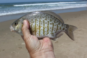 While the largest ones can reach 2 pounds, the average barred surf perch weighs about a pound and can be a challenge on light tackle. (TIM E. HOVEY) 
