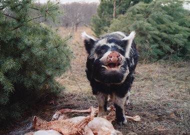 pigs-eating-deer