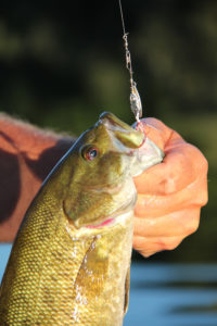 The first time the author used the new Rooster Tail Minnow, he landed and released over 30 smallmouth bass on it in less than two hours. (SCOTT HAUGEN) 