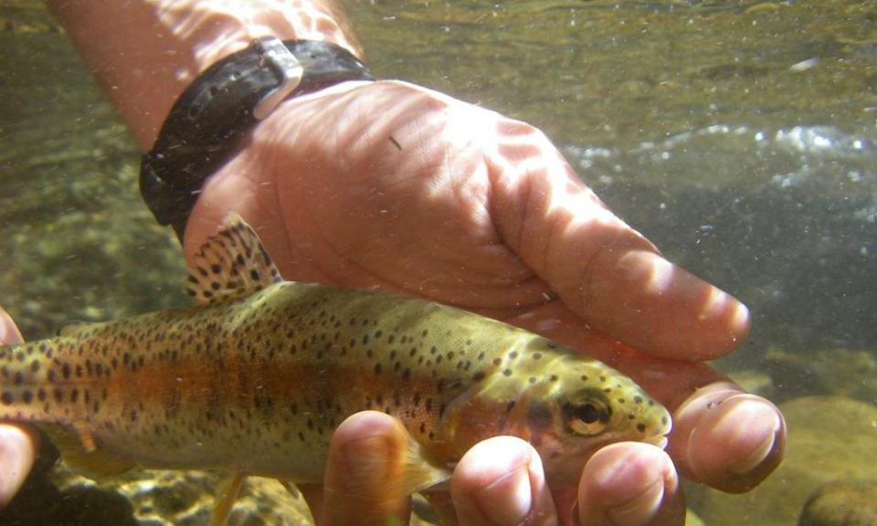 This rare strain of redband trout is being reintroduced into Shasta County's McCloud River. (PHOTO BY CDFW) 