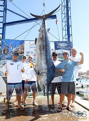 This 378-pound black marlin was one of the big fish at day two of the tournament. (LOS CABOS BILLFISH TOURNAMENT) 