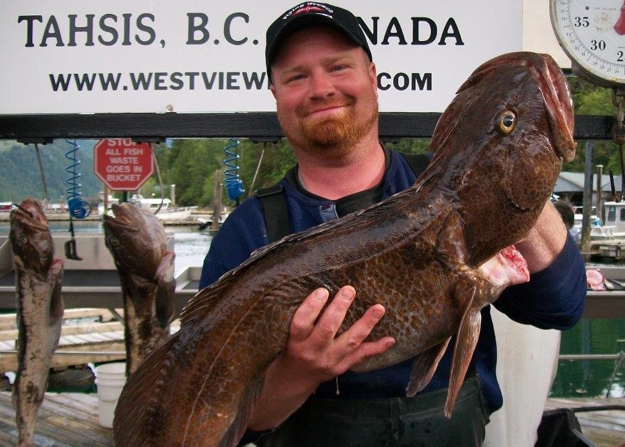 Lingcod aren’t pretty, but they are pretty tasty! James Lyngen of  Tri-Cities,Wash., and three buddies fished on one of Westview Marina’s charters and limited on lings, kings, silvers and halibut during their three-day fishing trip in Tahsis. (WESTVIEW MARINA AND LODGE)