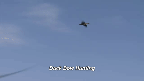 duck_bow_hunting
