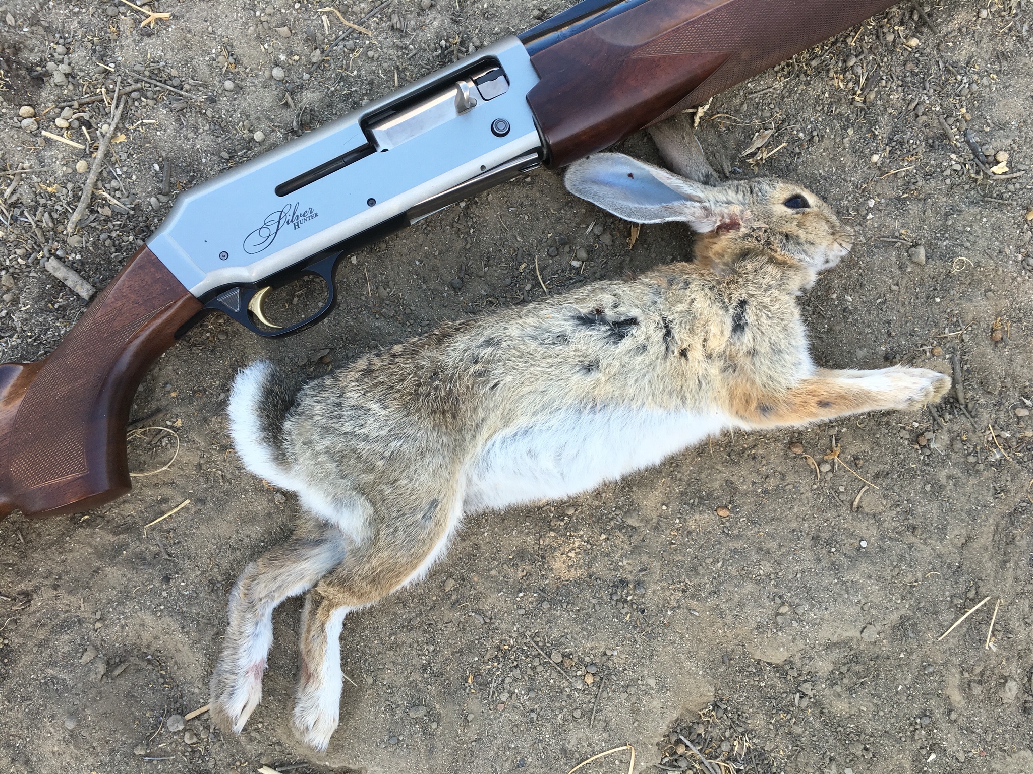 rabbit-hunting-3