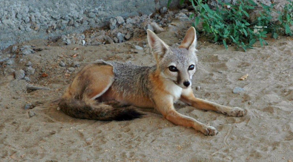 CDFW Rodenticides Poison Killed Two Endangered San Joaquin Kit Foxes