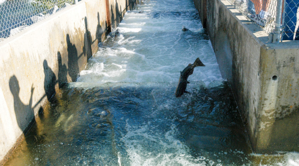 Nimbus Hatchery Ladder To Open Nov. 2 As Salmon Head In California