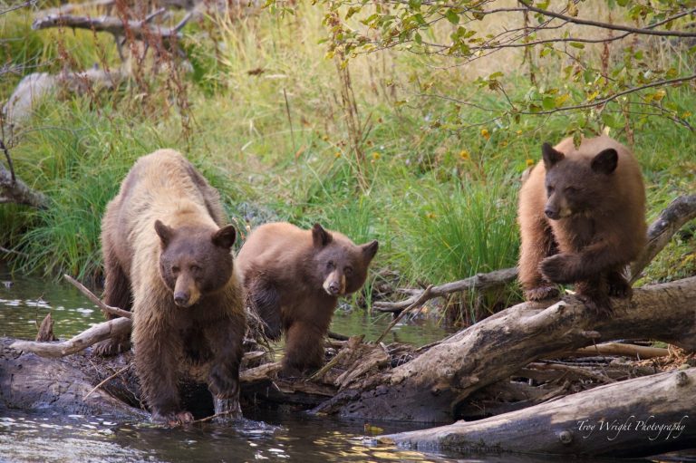 Be Mindful Of Lake Tahoe Bears Now Out In Full Force California   Bear Trio By Edso Troy Wright Taylor Creek 2019 768x511 