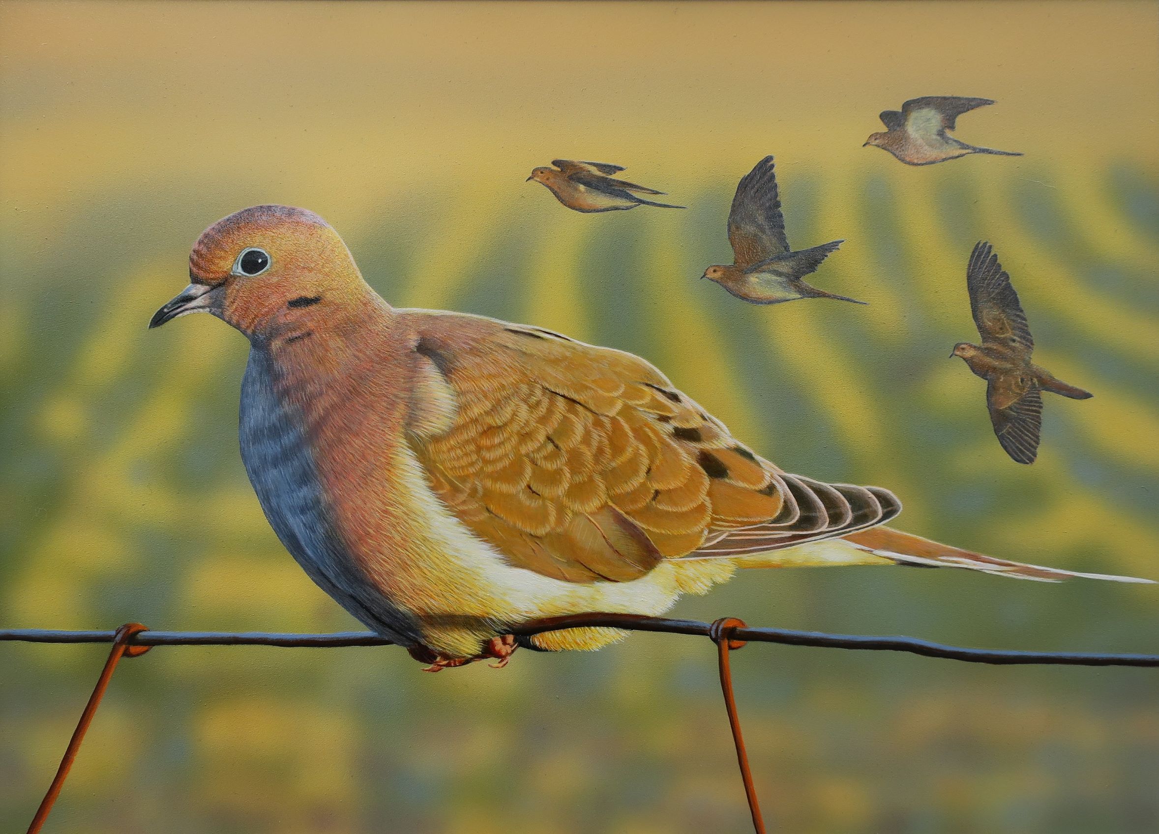 Mourning Dove Painting Earns Artist California Upland Bird Contest Win