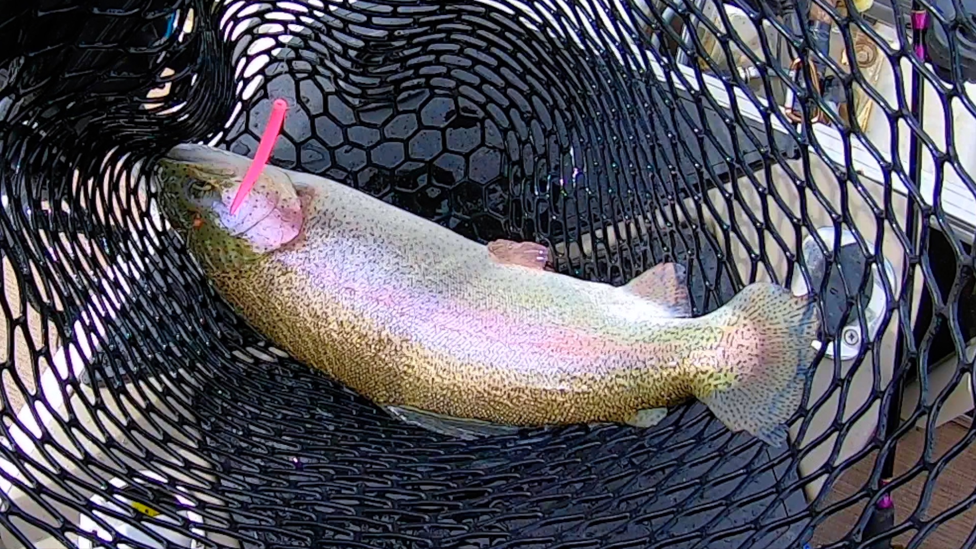 Catching Trout Means One Word: Plastics – California Sportsman Mag