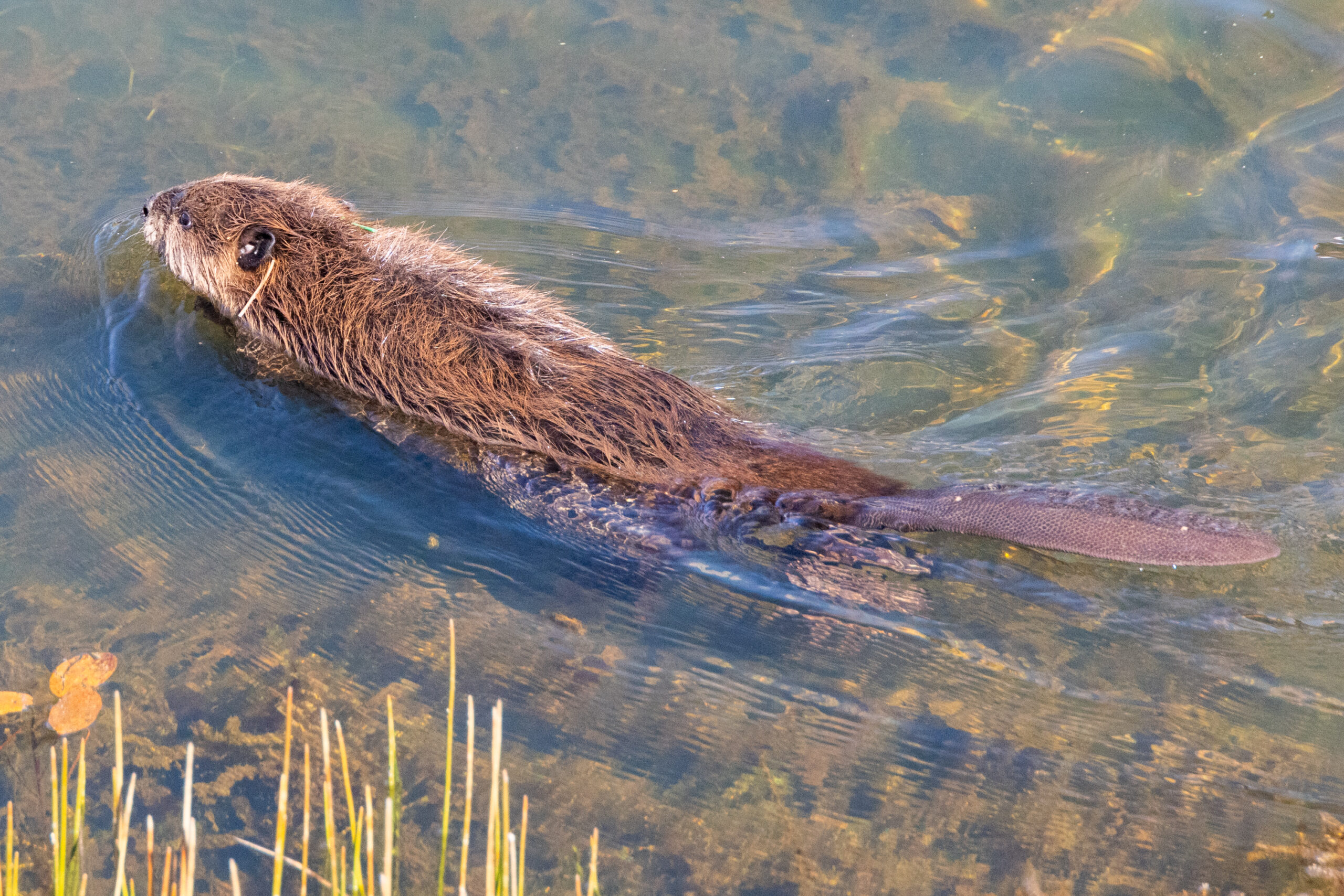 CDFW Officials Release Beavers Into The Wild For First Time In About 75