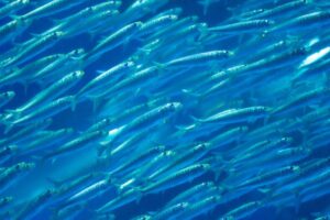 Scientist Talks The Appearance Of Japanese Sardines Off The California ...